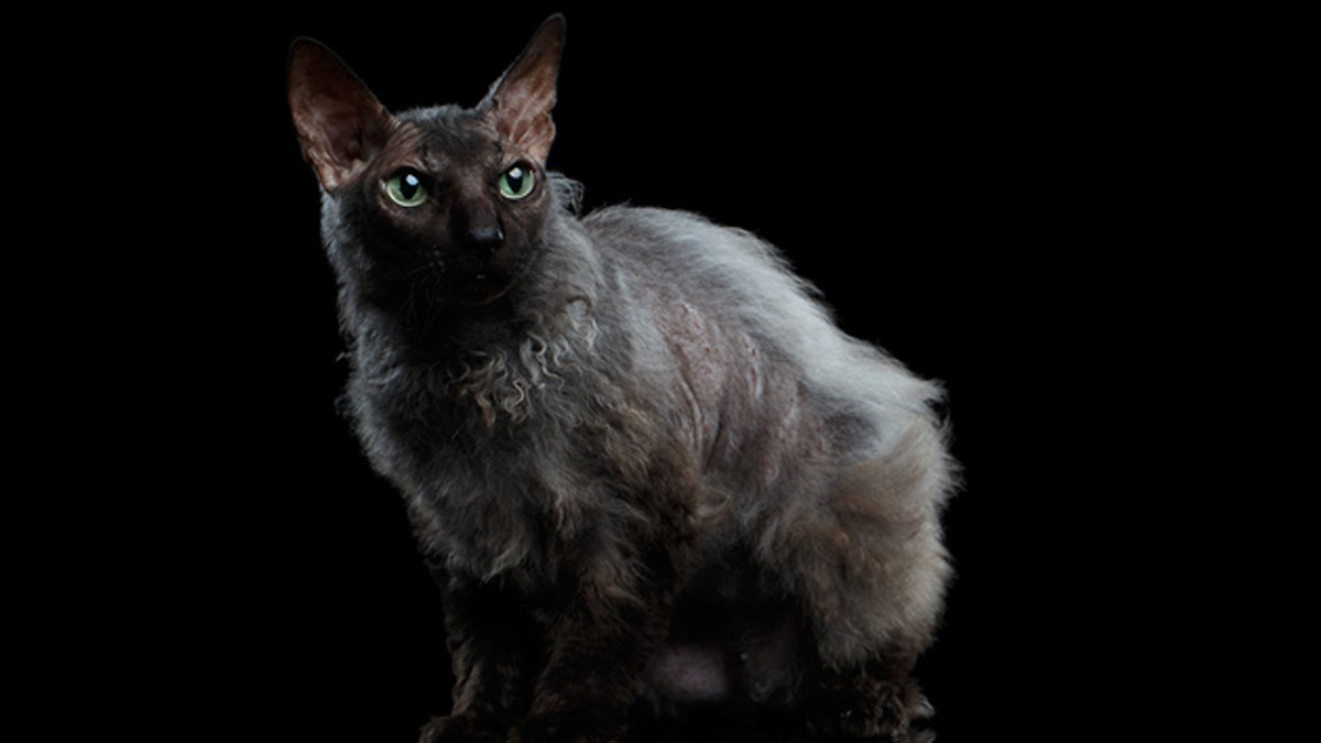 VIDEO Upoznajte prekrasne i posebne Lykio mačke